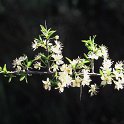 Prunus ramburii  -   ENDEMISMO IBERICO